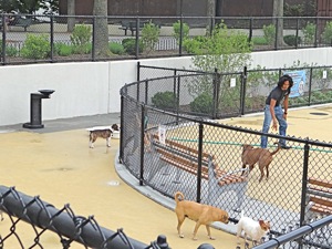 dog run in sunnyside dog parks in queens